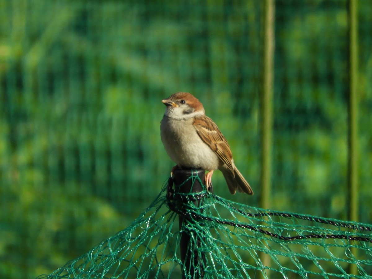 Eurasian Tree Sparrow - ML619206774