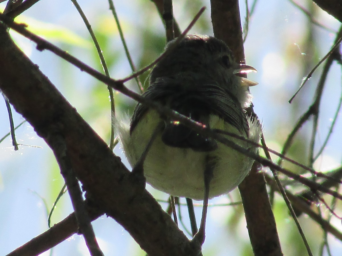 Bell's Vireo - Felice  Lyons