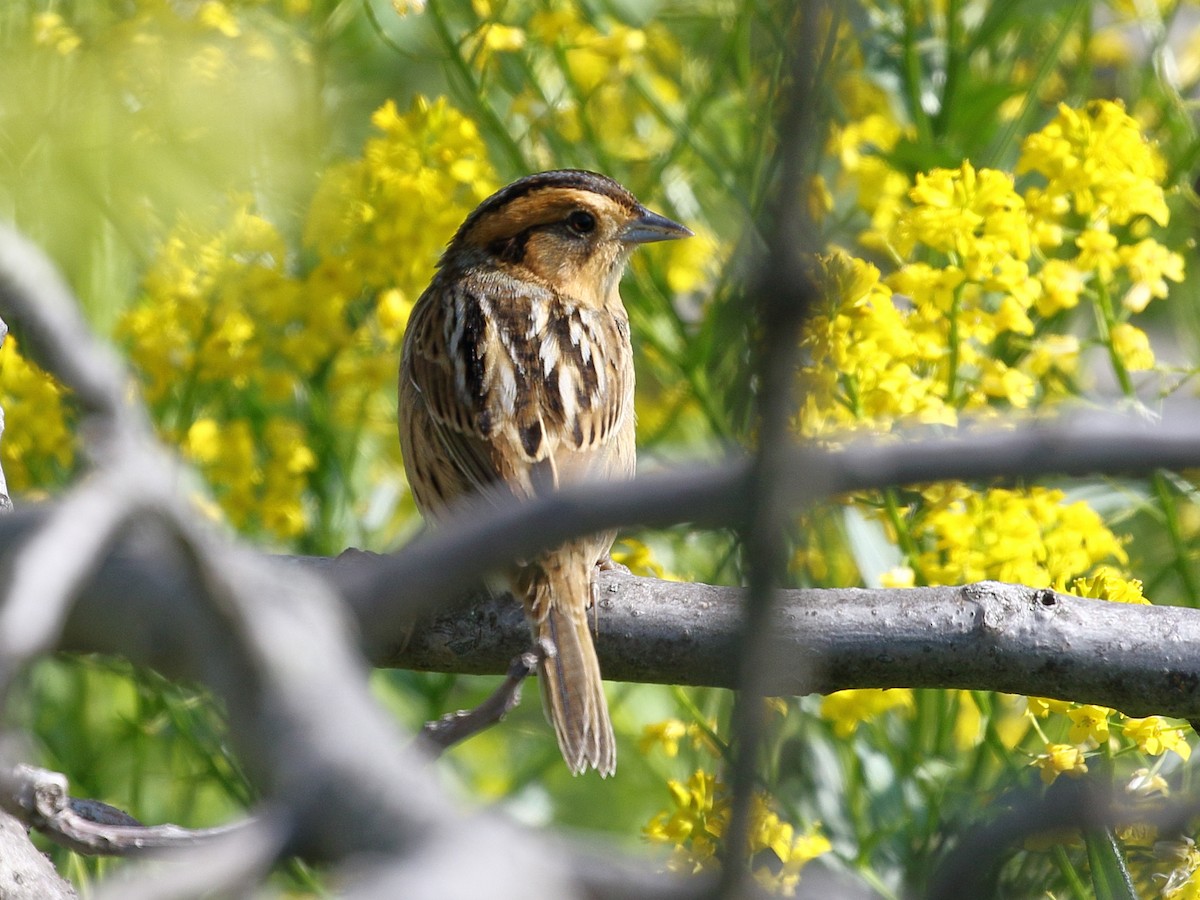 Nelson's Sparrow - Greg Ongie