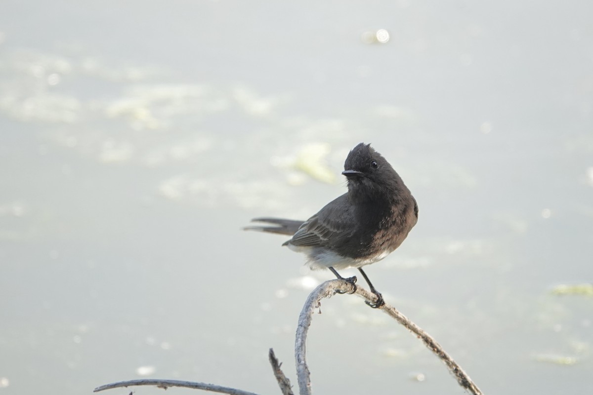 Black Phoebe - ML619206785