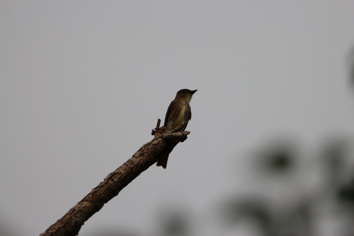 Olive-sided Flycatcher - John Keegan