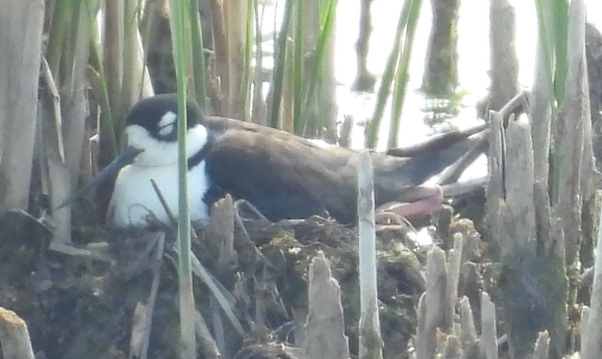 Black-necked Stilt - Debbie Segal