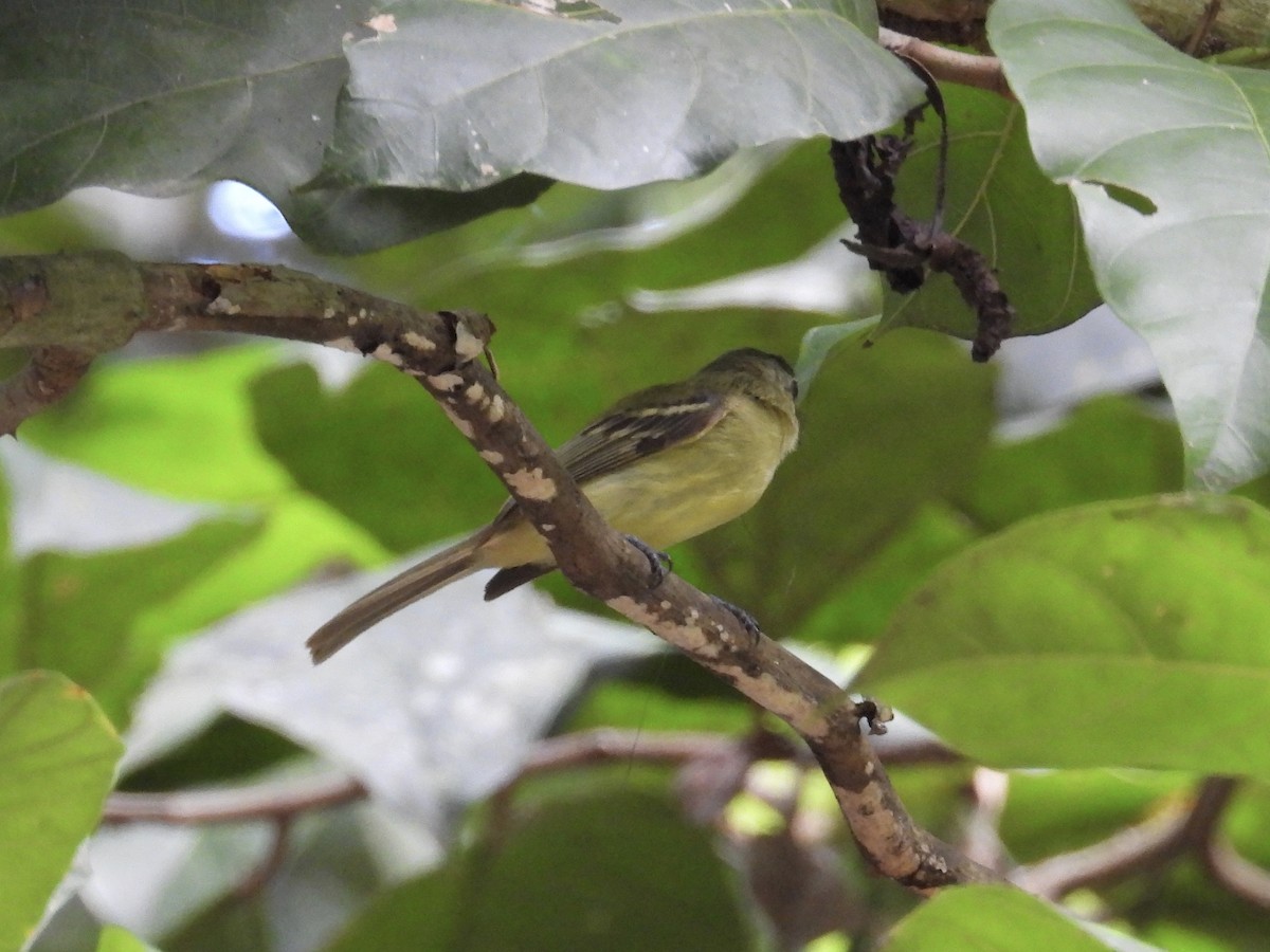 Yellow-olive Flatbill - Alejandra Pons