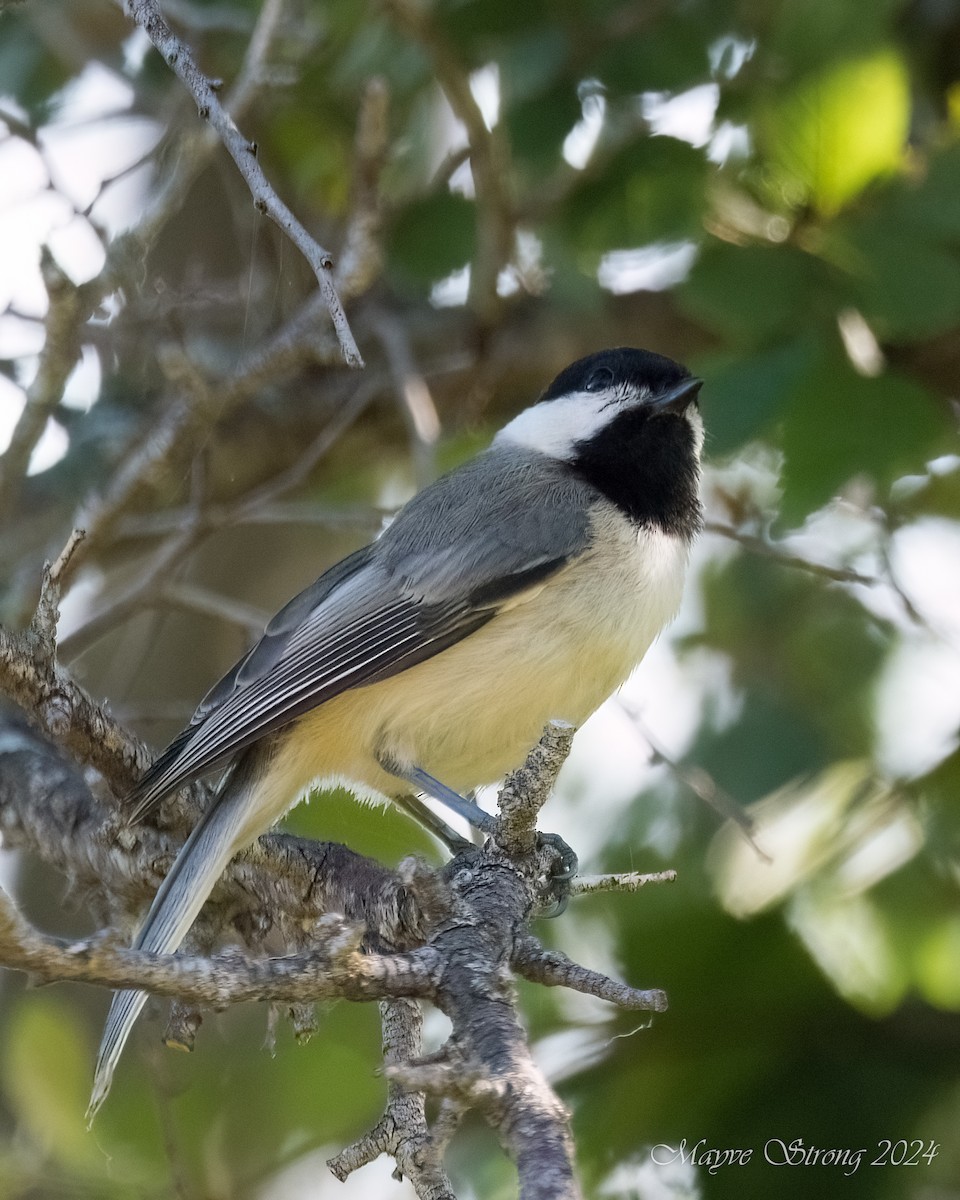 Carolina Chickadee - Mayve Strong