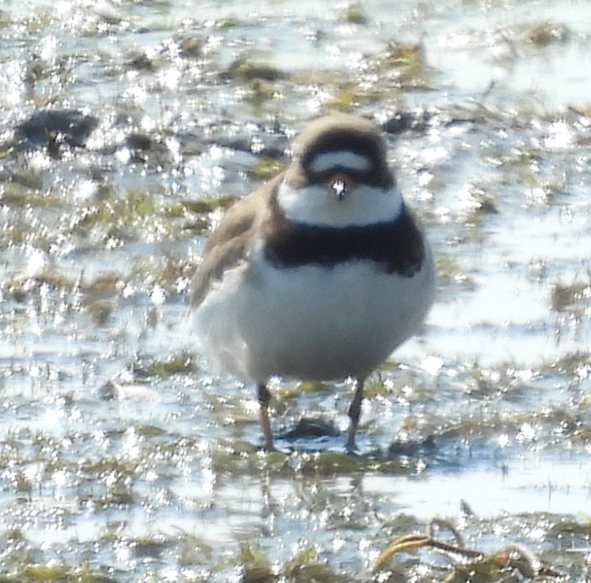 Semipalmated Plover - ML619206804