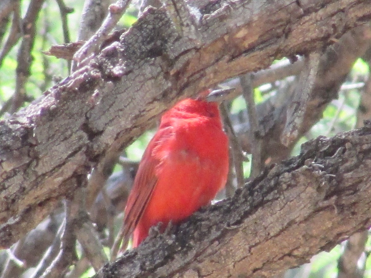 Summer Tanager - Felice  Lyons