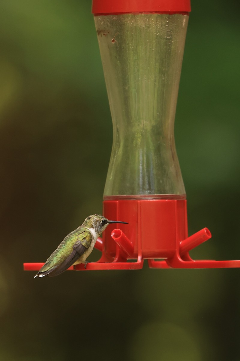 Ruby-throated Hummingbird - Allan Williams