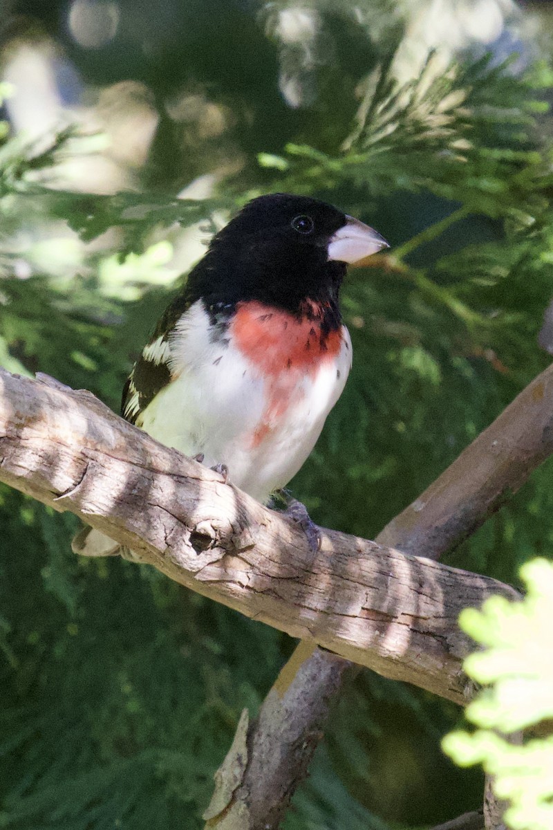 Rose-breasted Grosbeak - Tom McIntosh