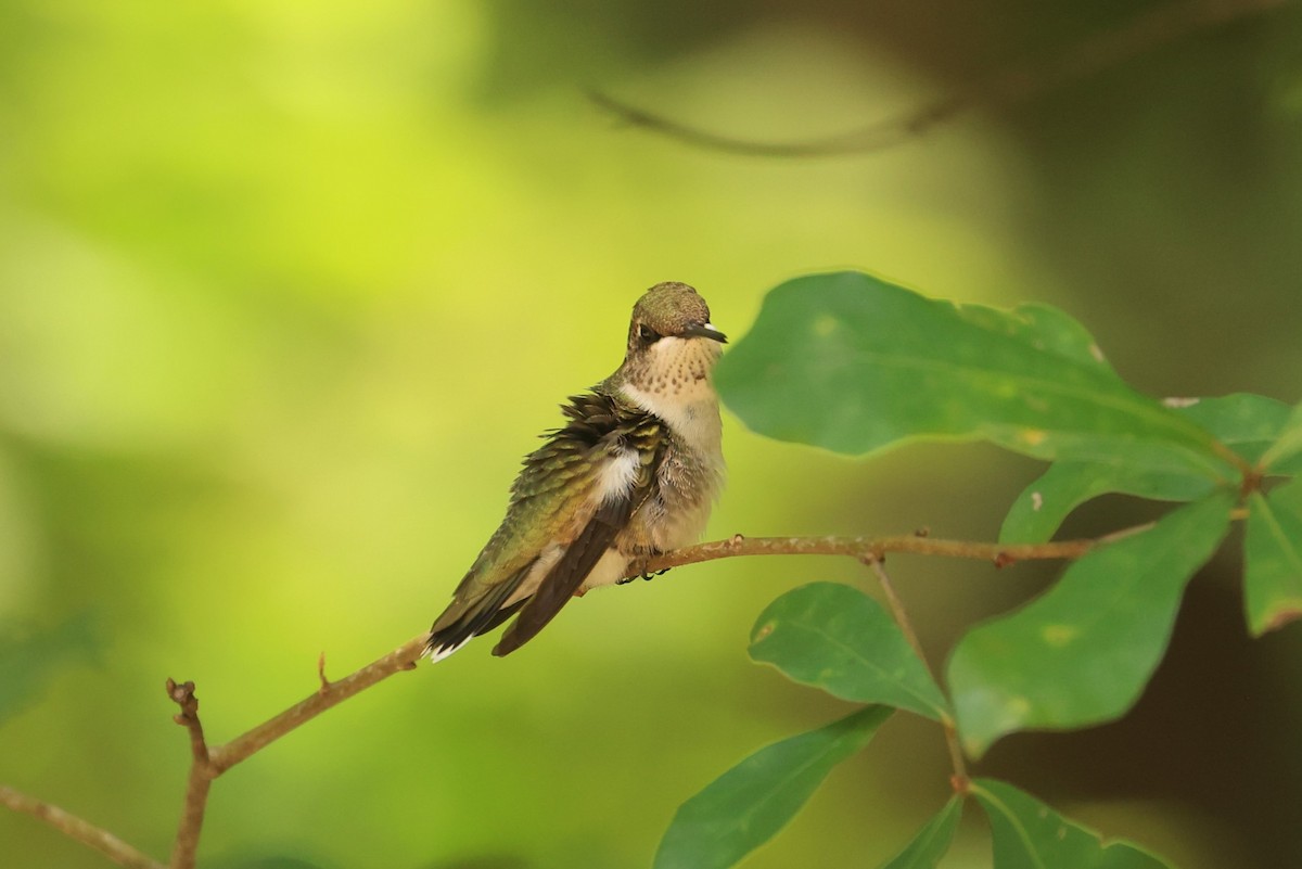 Ruby-throated Hummingbird - Allan Williams