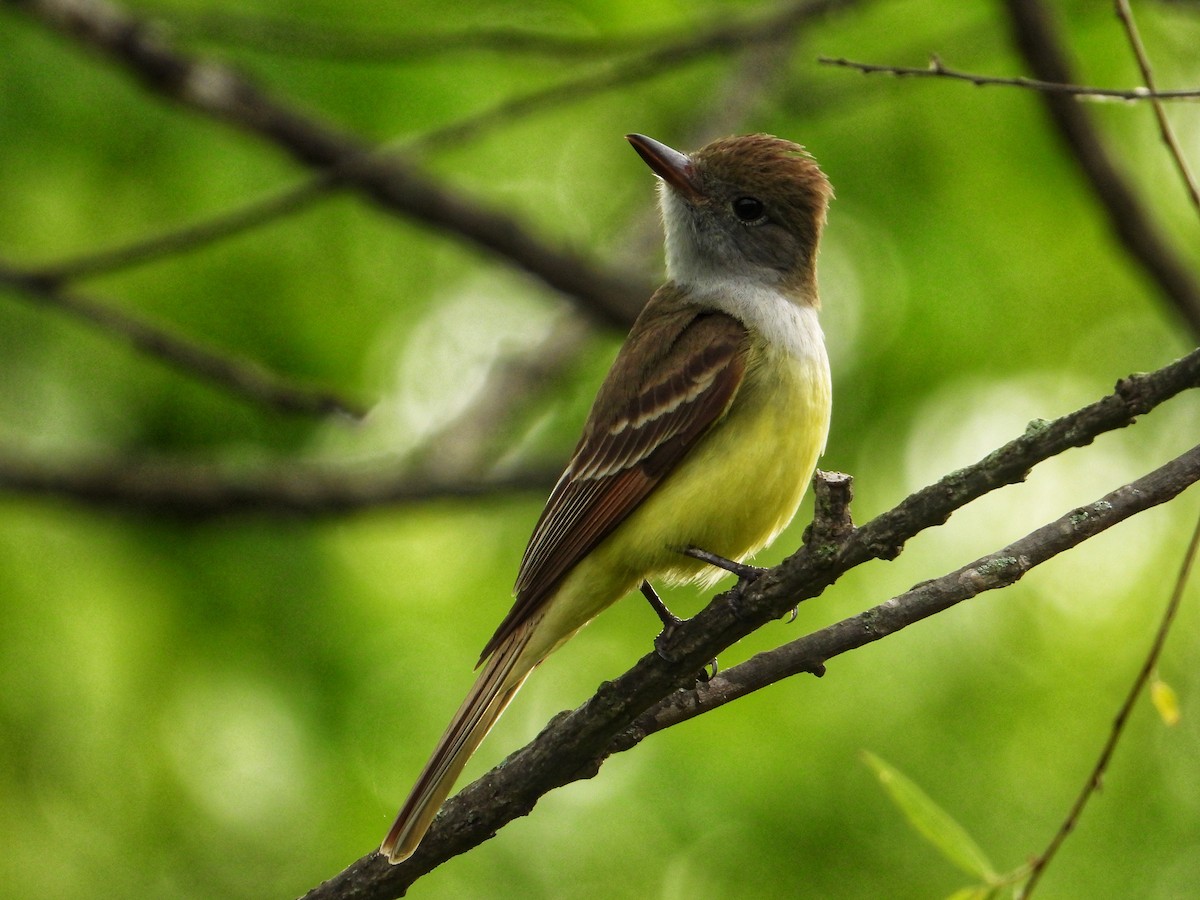 Great Crested Flycatcher - Roger Medina