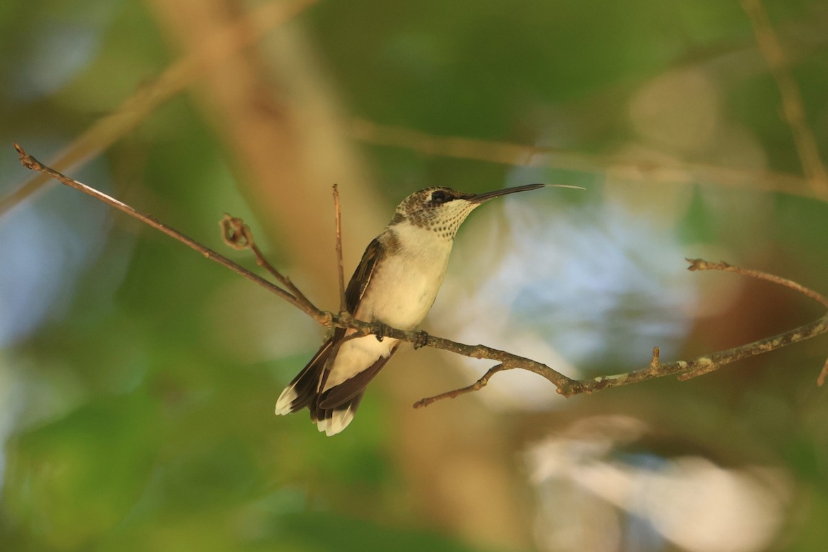 Ruby-throated Hummingbird - ML619206829