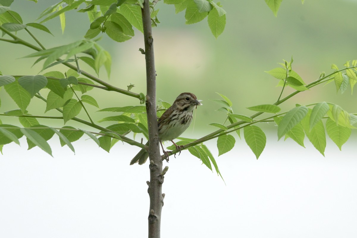 Song Sparrow - Justin Riley