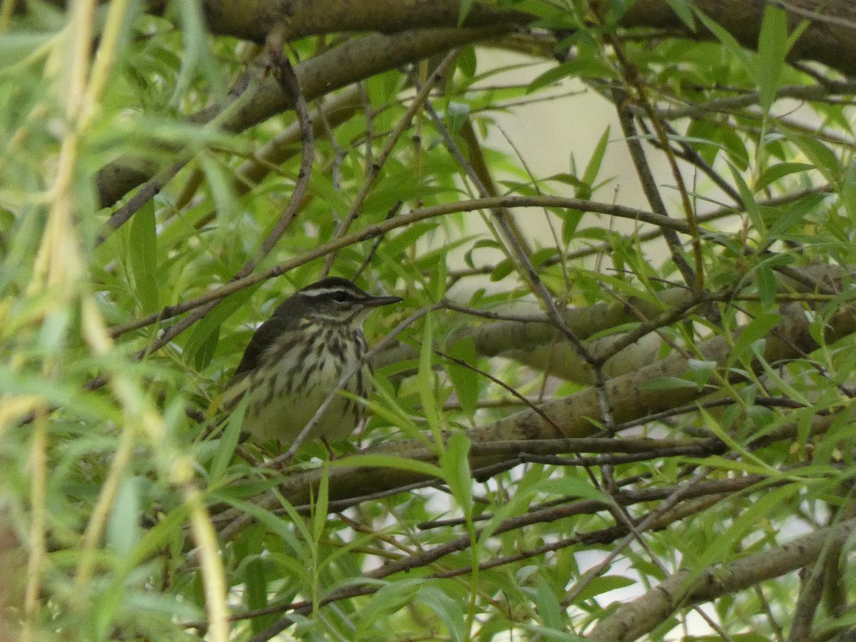 Louisiana Waterthrush - Elliot Dziedzic