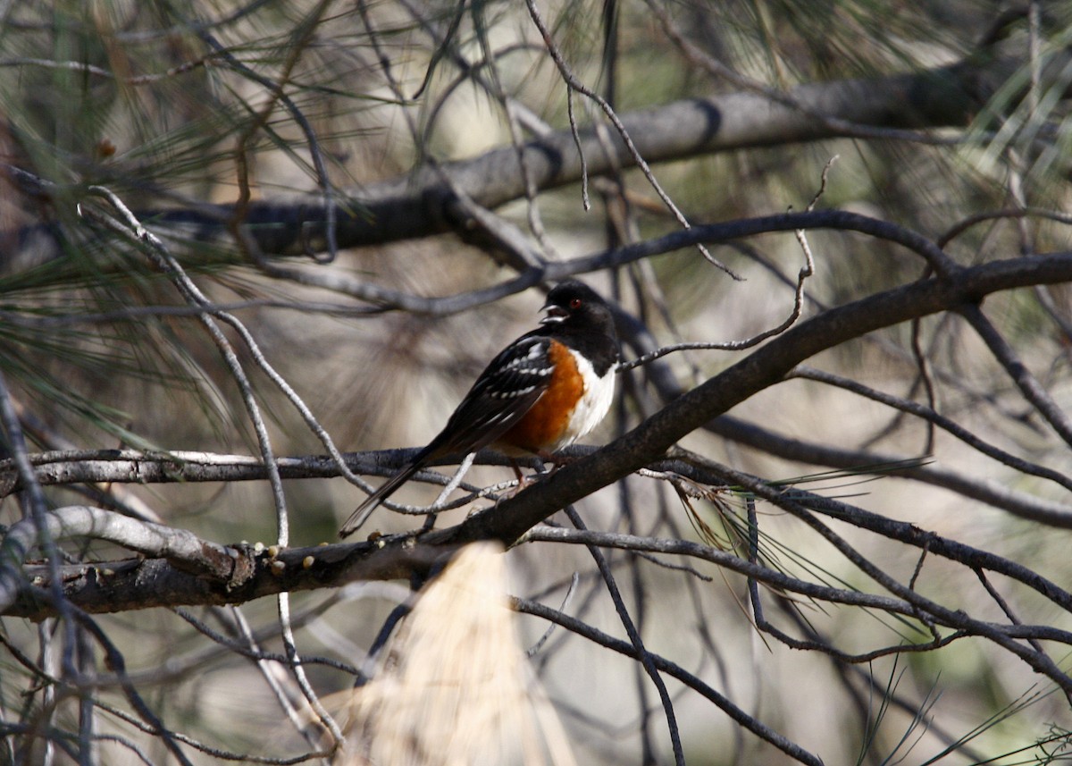 Spotted Towhee - William Clark