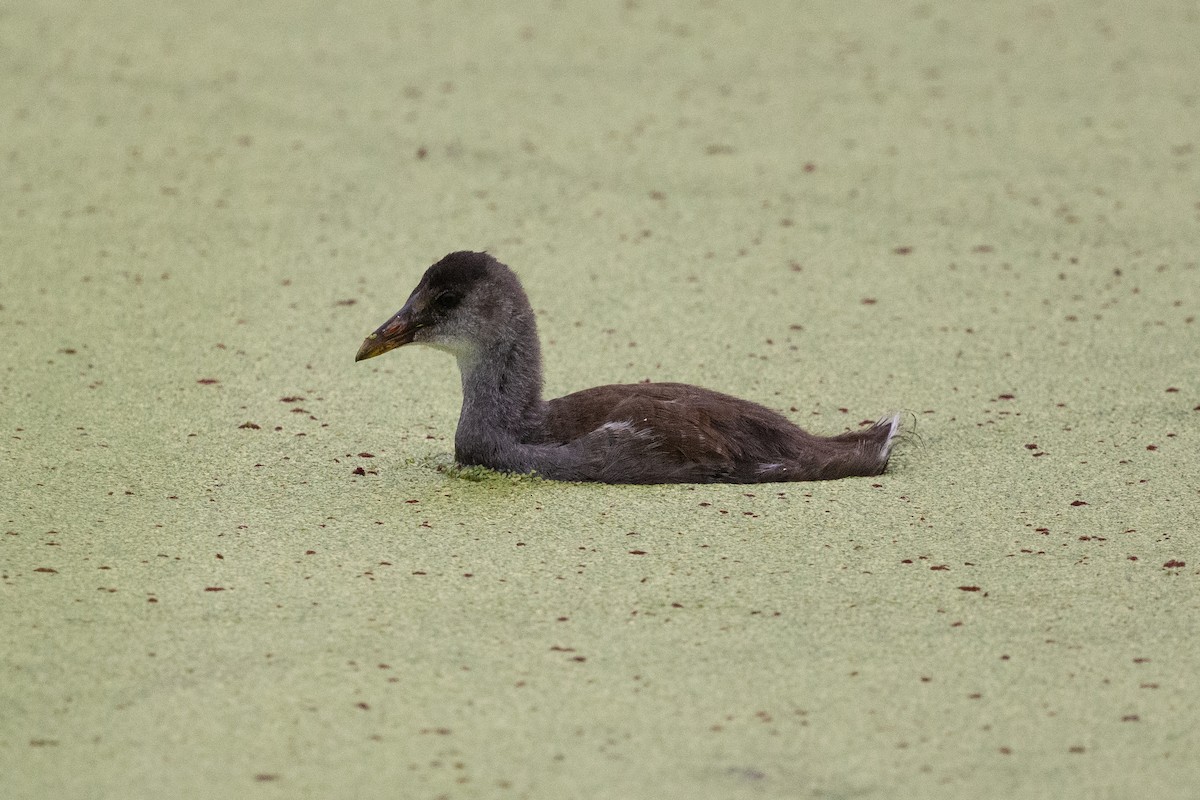 Common Gallinule - Keith Bowers