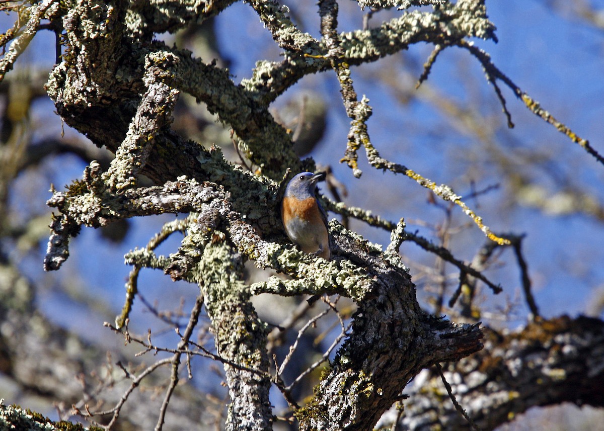 Western Bluebird - William Clark