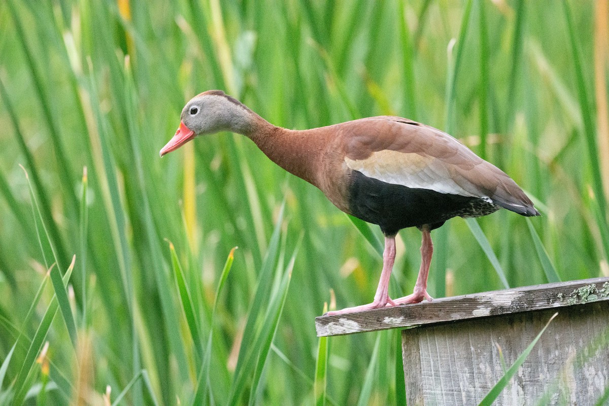 Black-bellied Whistling-Duck - Keith Bowers