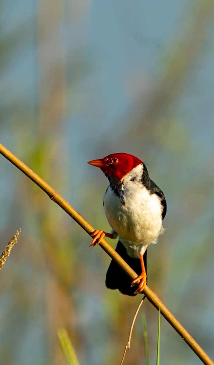 Yellow-billed Cardinal - Marcus Müller