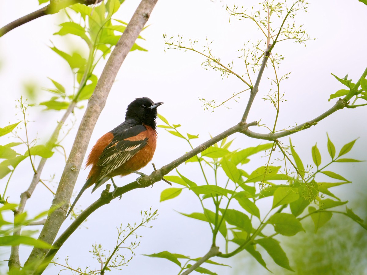 Orchard Oriole - ML619206887
