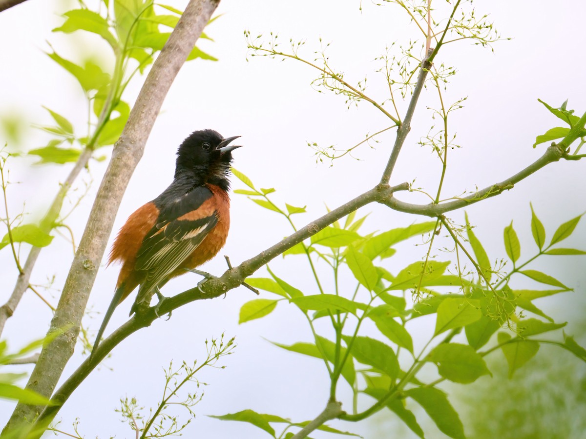 Orchard Oriole - ML619206888
