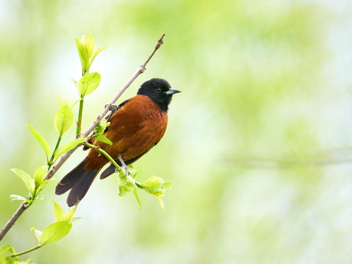 Orchard Oriole - ML619206889