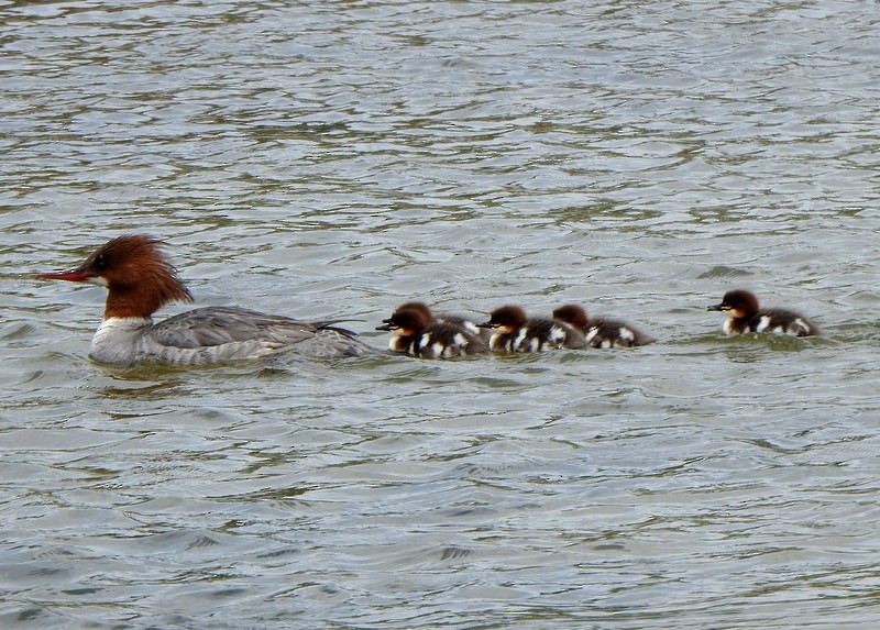 Common Merganser - Andy Frank