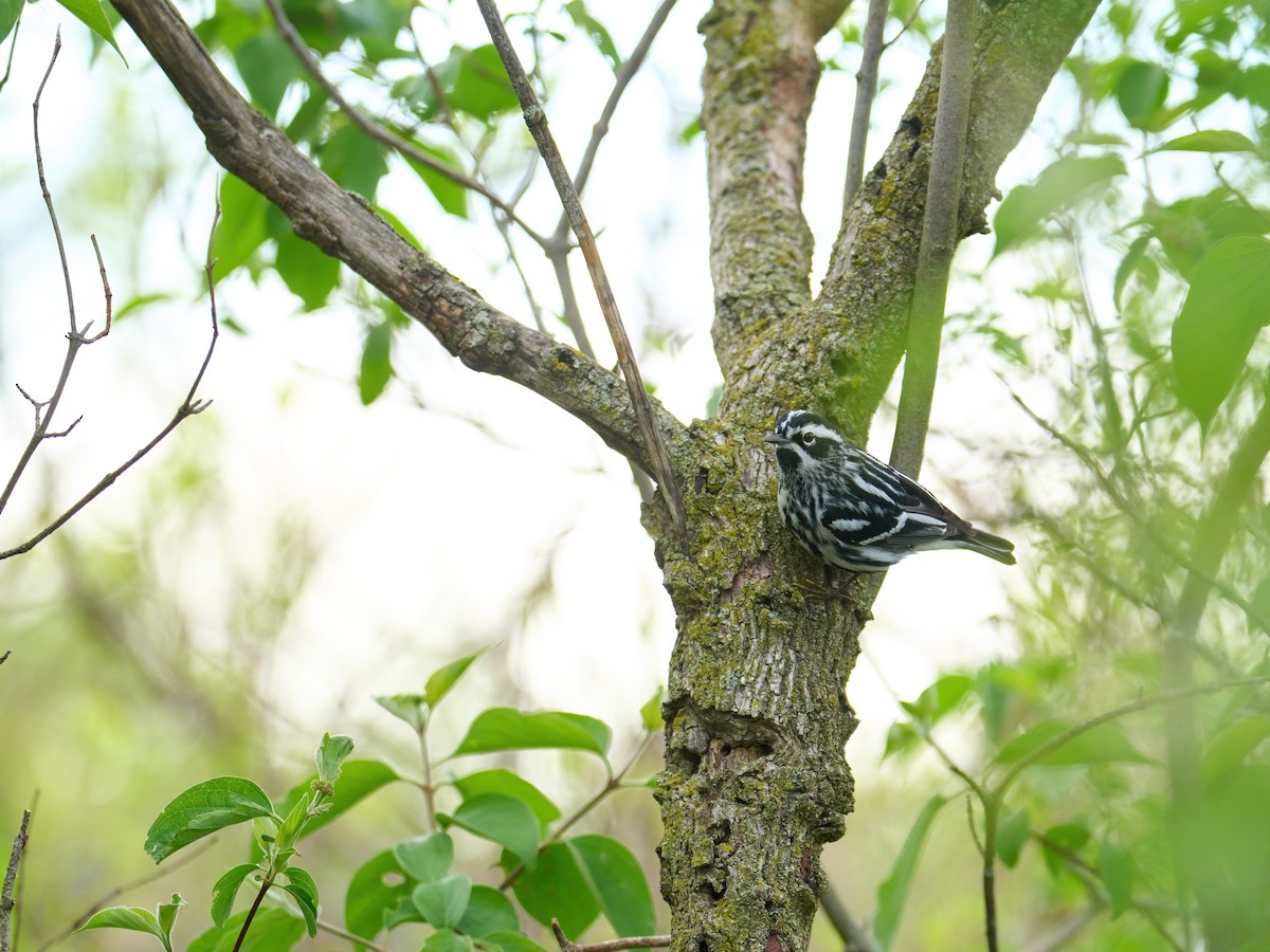 Black-and-white Warbler - ML619206911