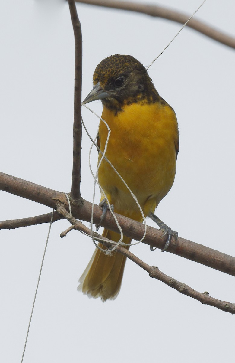 Baltimore Oriole - Michel Letendre