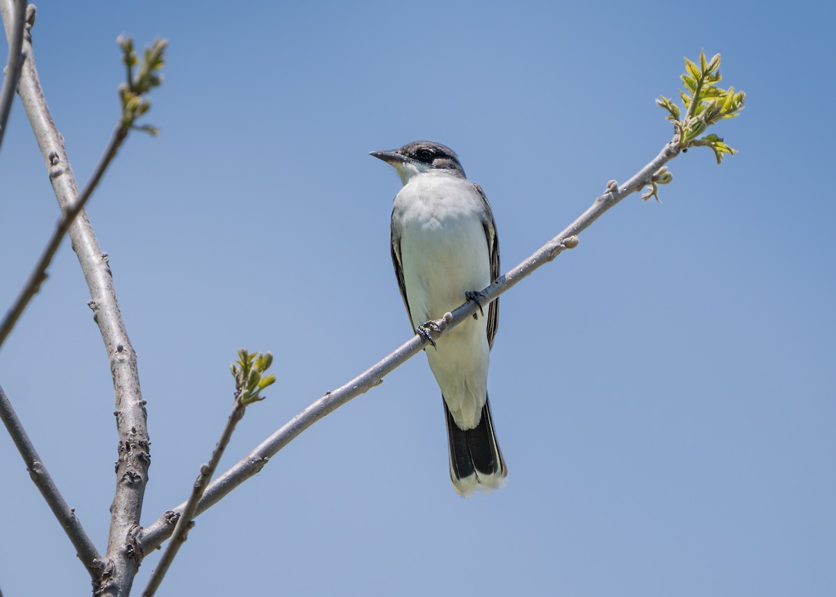 Eastern Kingbird - Dori Eldridge