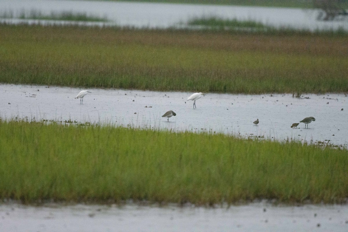 Short-billed Dowitcher - Keith Bowers