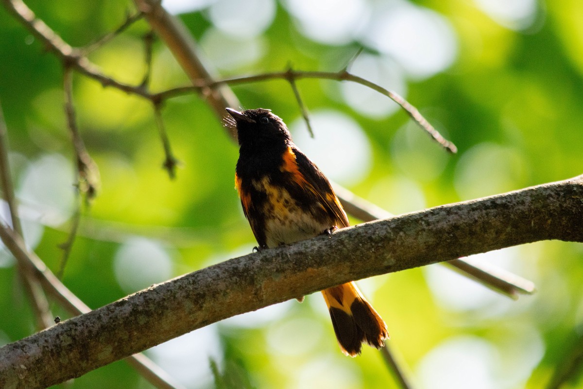 American Redstart - ML619206931