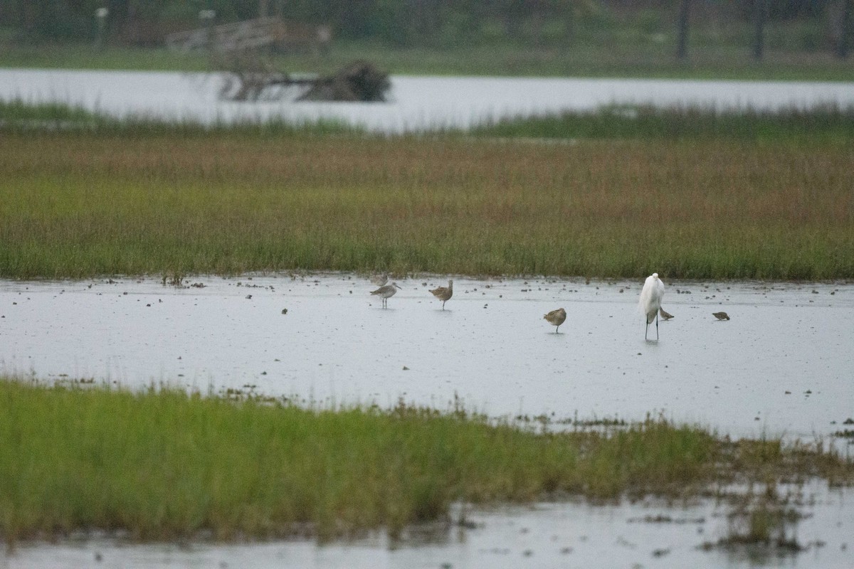 Willet - ML619206977