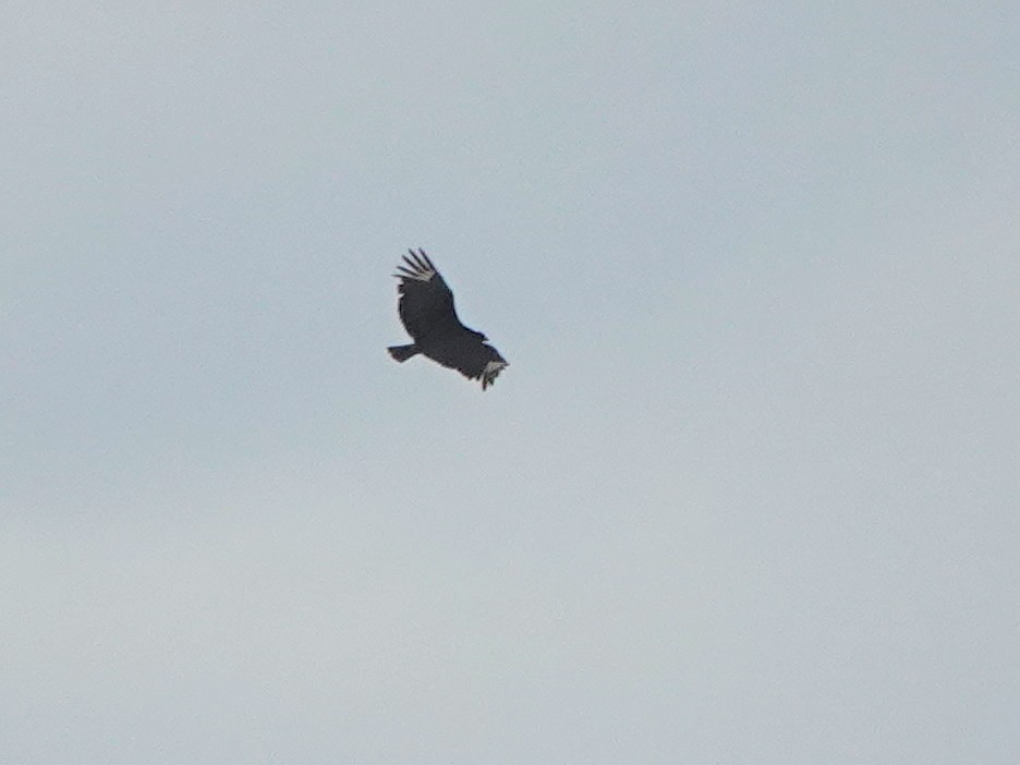 Black Vulture - Liz Soria