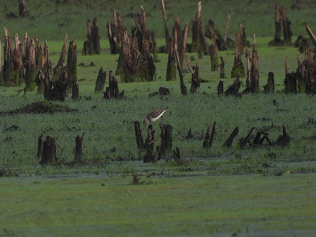 White-rumped Sandpiper - ML619206993