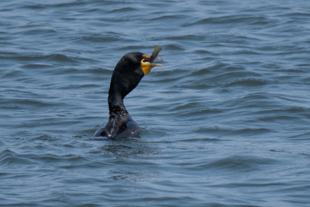 Double-crested Cormorant - Erika Lippoldt