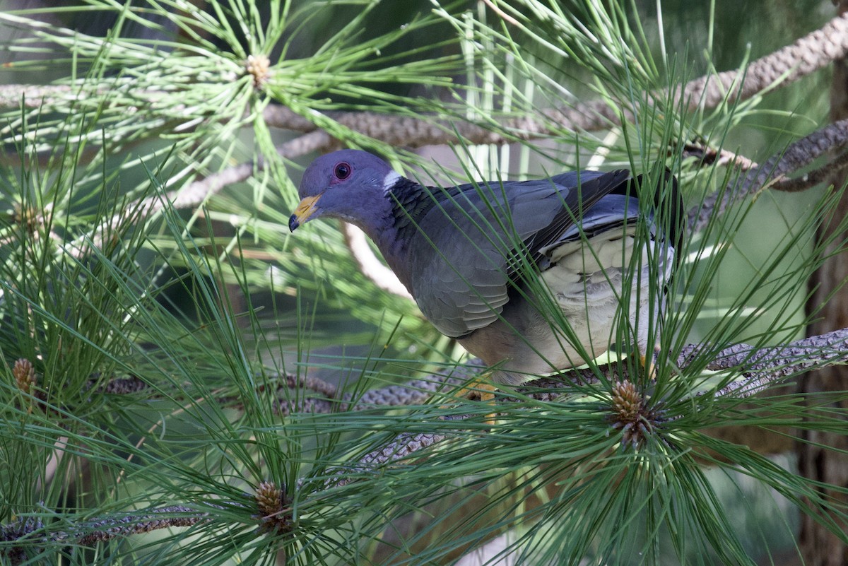Band-tailed Pigeon - Tom McIntosh