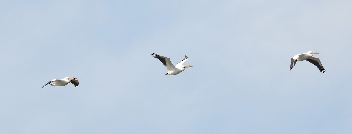 American White Pelican - ML619207015