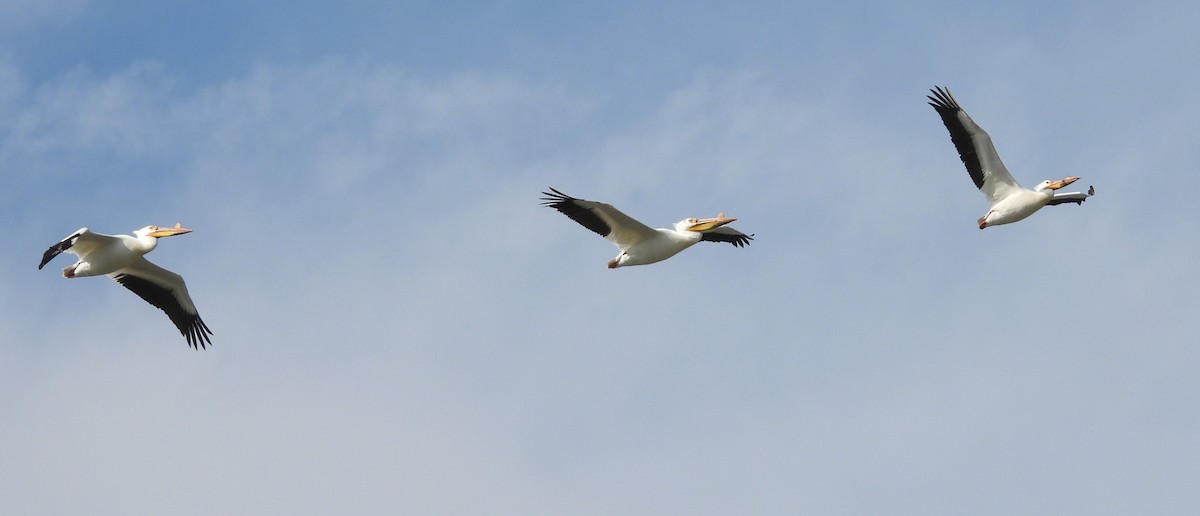 American White Pelican - ML619207029