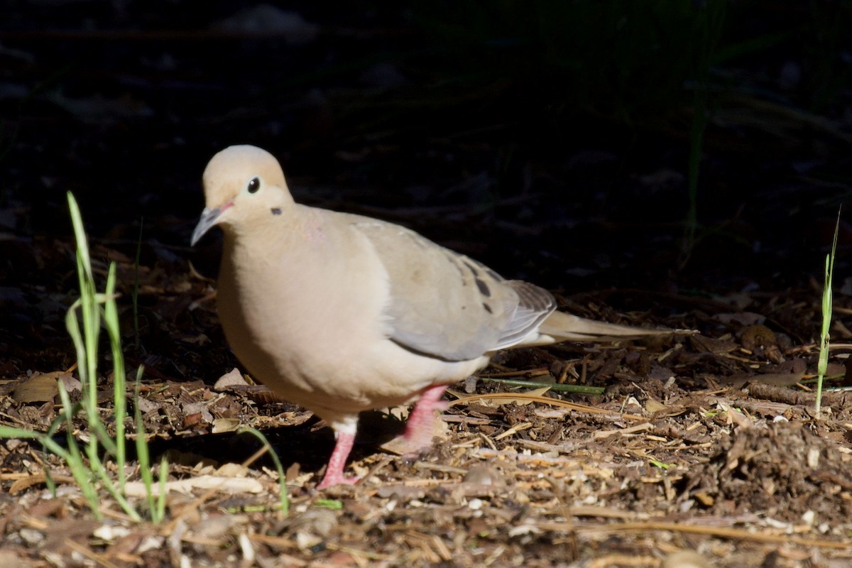 Mourning Dove - ML619207030