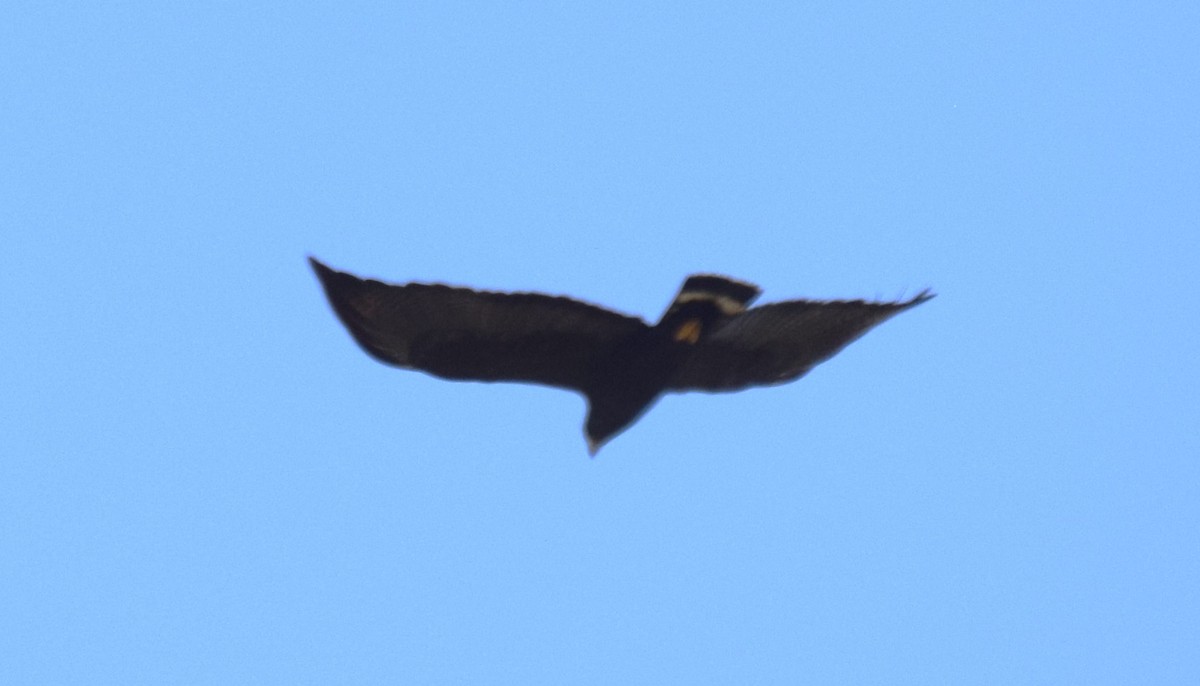 Zone-tailed Hawk - Nestor Herrera