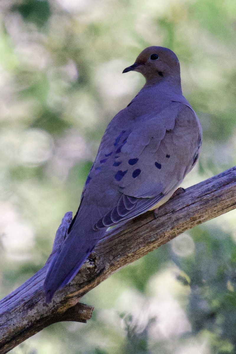 Mourning Dove - ML619207044