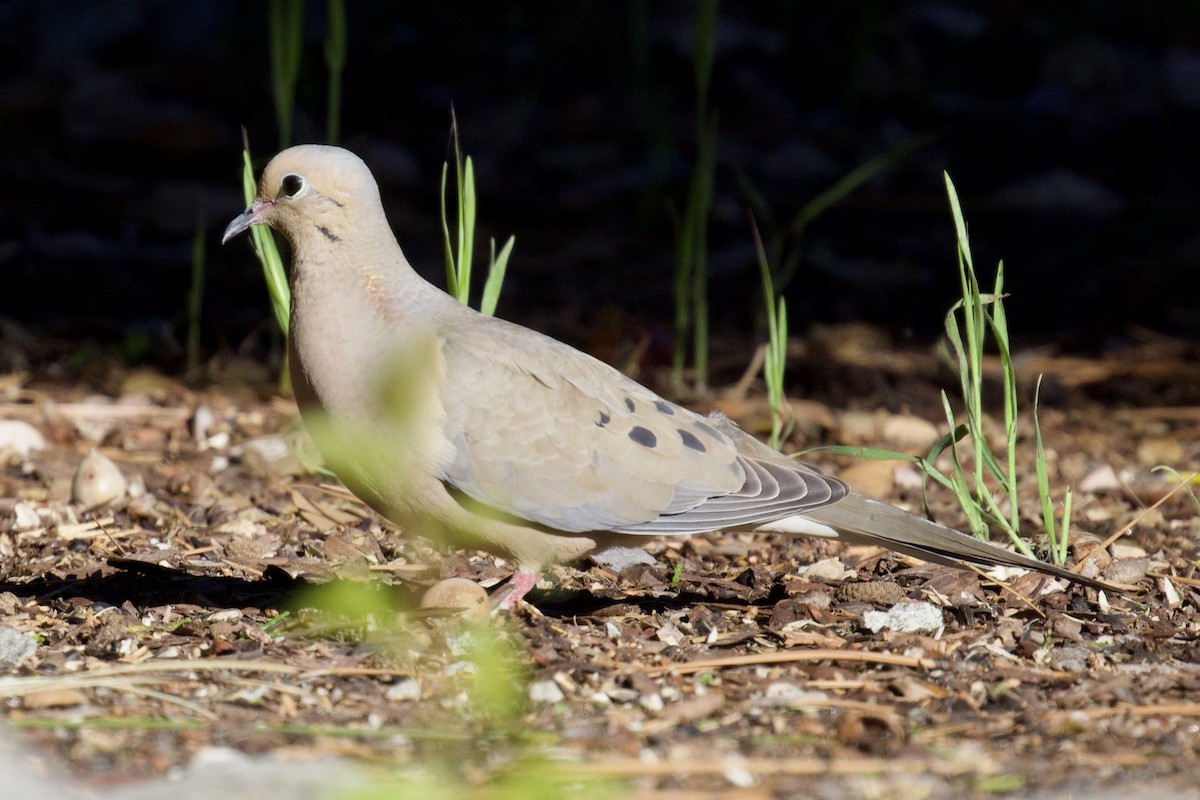 Mourning Dove - ML619207048