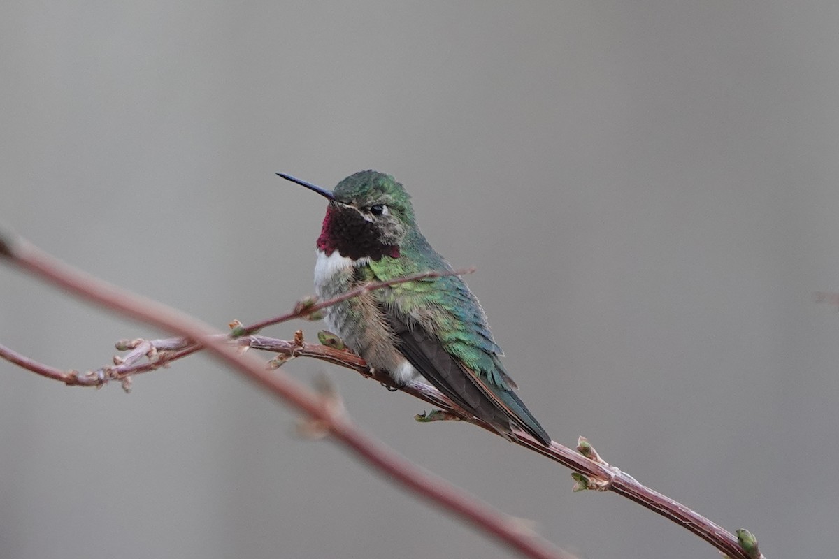 Broad-tailed Hummingbird - Nic Korte