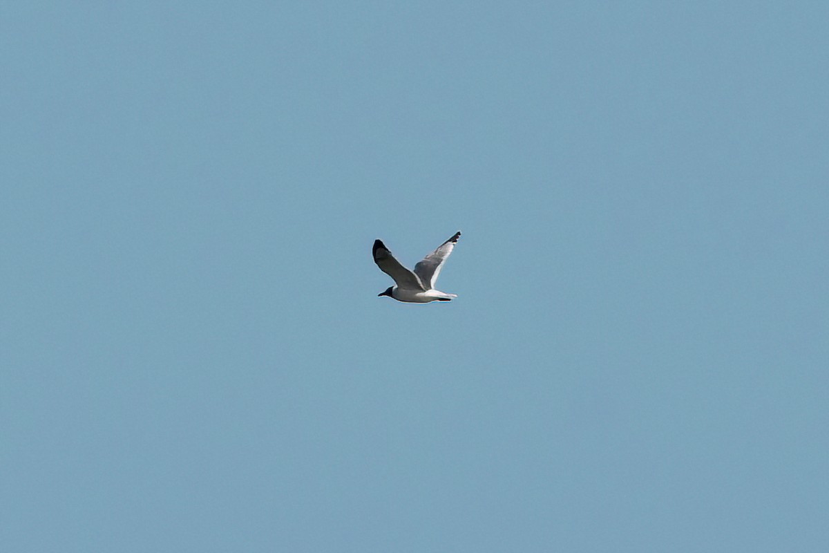 gull sp. - ML619207067