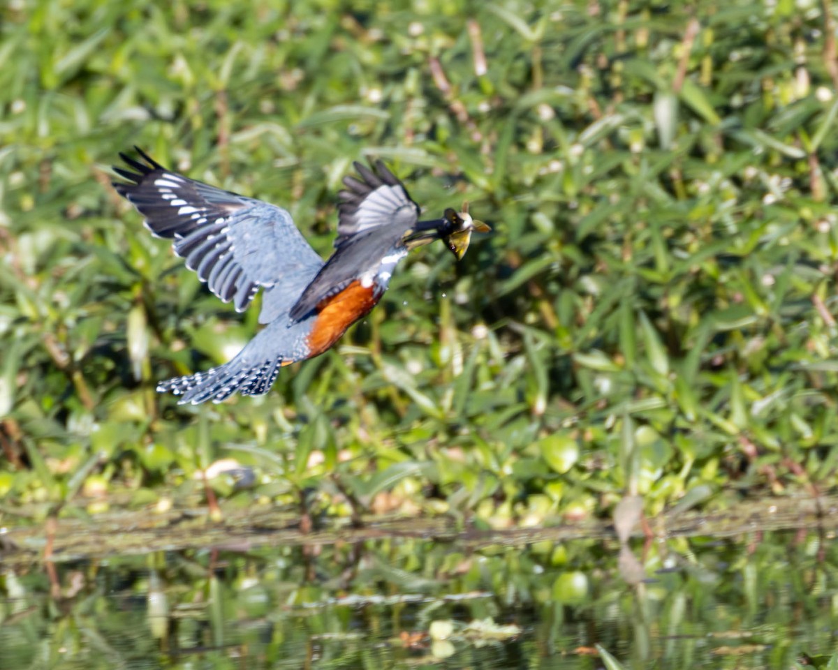 Ringed Kingfisher - Katia Oliveira