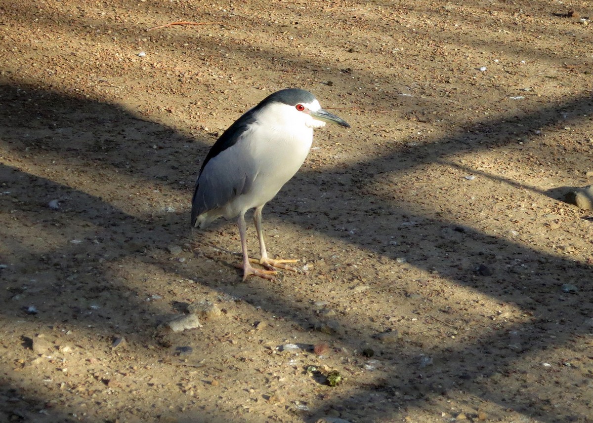 Black-crowned Night Heron - William Clark