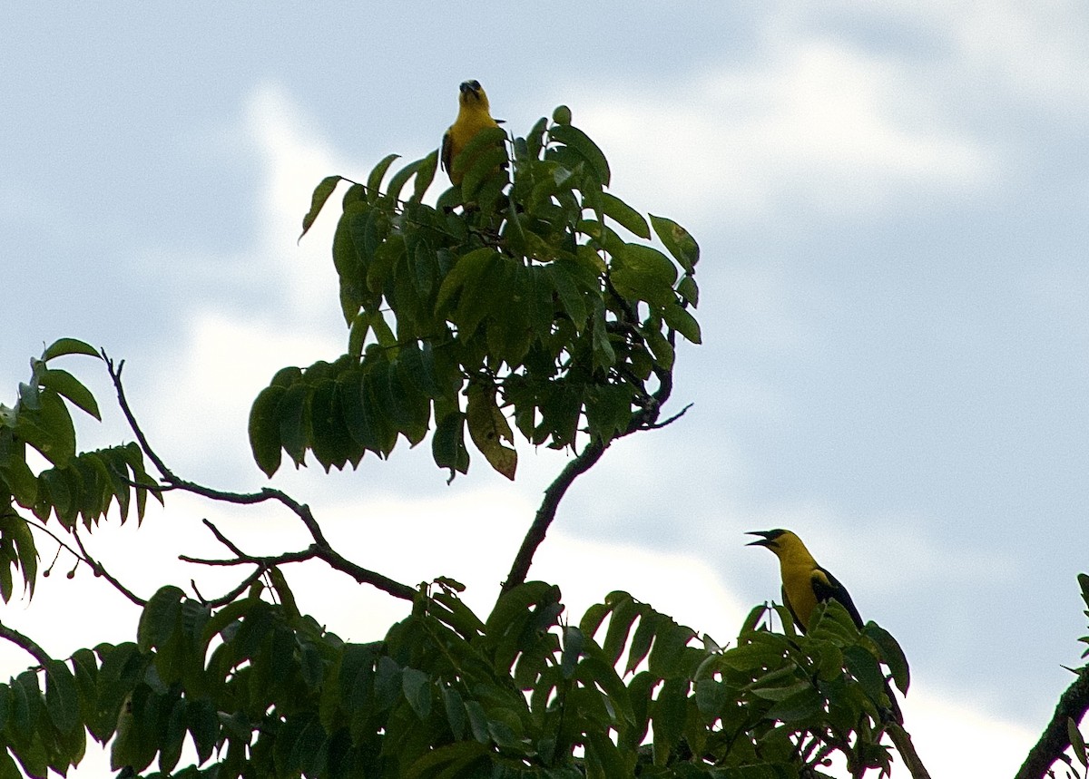 Oriole Blackbird - ML619207083