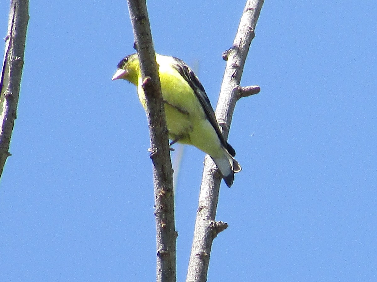 Lesser Goldfinch - Felice  Lyons