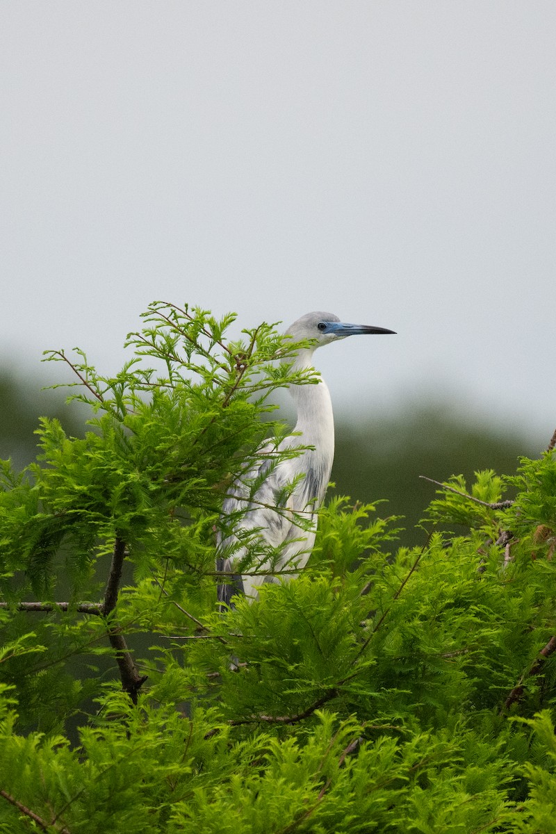 Little Blue Heron - Keith Bowers