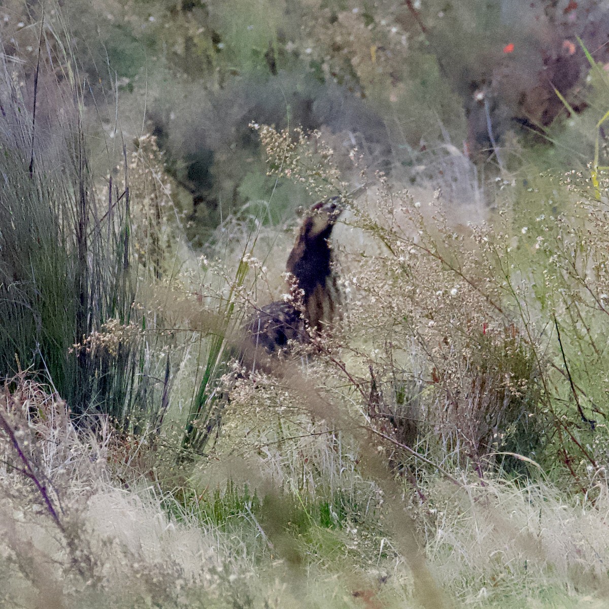 Australasian Bittern - ML619207098